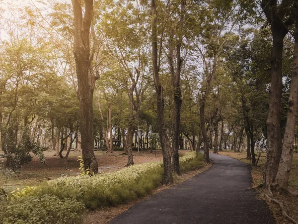 Sonbahar sonbahar genel park için arka plan, sıcak ışık ile dramatik asfalt yol şekilde rahatlayın veya taze konsepti vintage sesi