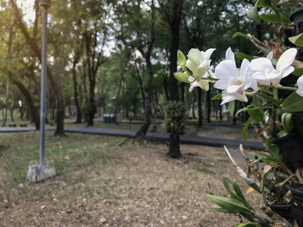 Драматична Біла Квітка Асфальтований Шлях Восени Публічний Парк Теплим Світлом — стокове фото