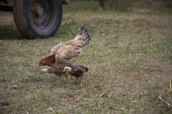 小鸡和母鸡在草地上与复制空间 — 图库照片