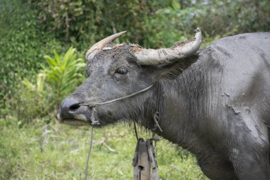 su bufalosu yeşil arka plan, Asya Tayland üzerinde kapatın