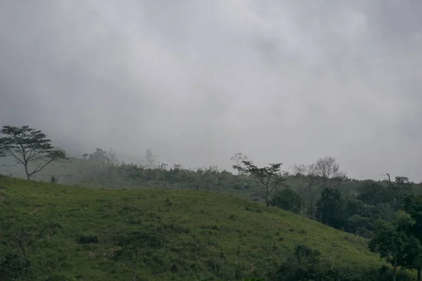 Vista Nebbia Sopra Albero Verde Sulla Montagna Thailandia Umphang — Foto Stock