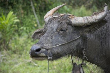 su bufalosu yeşil arka plan, Asya Tayland üzerinde kapatın