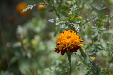 Kadife çiçeği, sarı çiçek, Tagetes erecta kopya alanı ile yakından