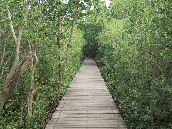 Vista da ponte de madeira na floresta de Mangrove, Phetchaburi, Tailândia — Fotografia de Stock