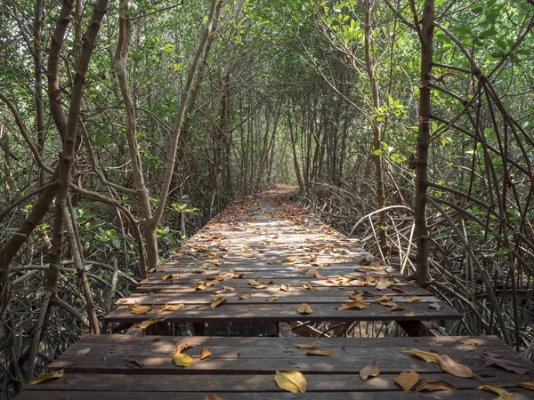 Mangrove Forest,: Phetchaburi, Thailand ahşap köprü görünümü