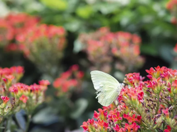부러진된 날개 흰 나비 배 추 흰 (배 rapae) 녹색 정원 배경으로 붉은 꽃에 가까이 — 스톡 사진
