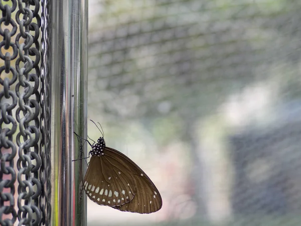 브라운 가까이 나비 발견 블랙 크로우 (Euploea crameri bremeri) 스테인리스 극에 — 스톡 사진