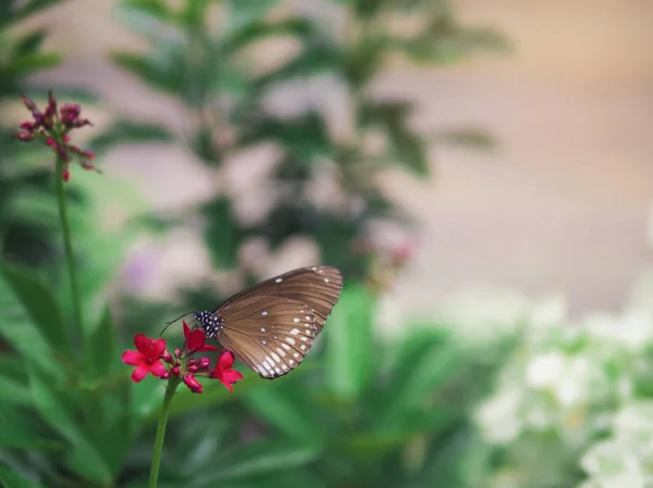 더럽혀진된 검은 까마귀 (Euploea crameri bremeri) 녹색 정원 배경으로 붉은 꽃에 갈색 나비 클로즈업 — 스톡 사진