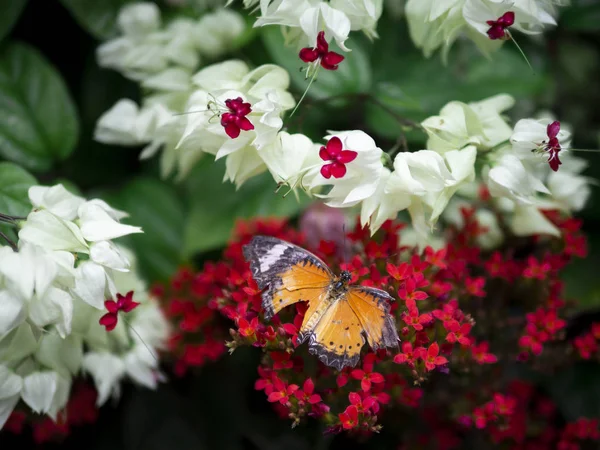 부러진된 날개 오렌지 나비 일반 호랑이 (별 왕나비 chrysippus) 녹색 정원 배경으로 붉은 꽃에 가까이 — 스톡 사진