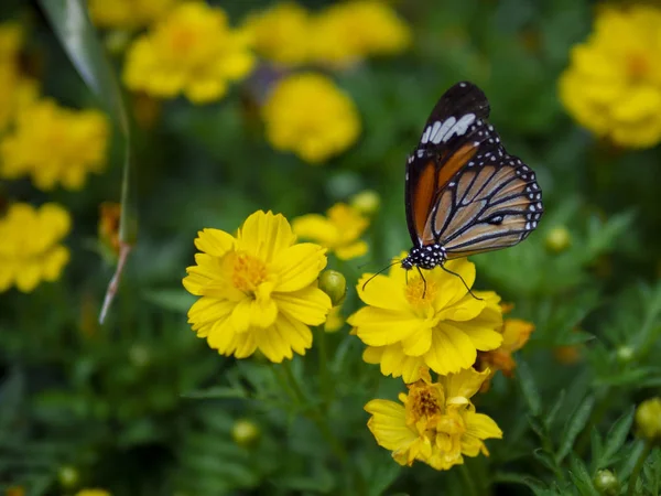 녹색 정원 배경으로 노란 꽃에 아름 다운 오렌지 나비 일반적인 타이거 (별 genutia)를 닫습니다 — 스톡 사진