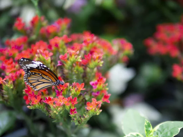 녹색 정원 배경으로 붉은 꽃에 아름 다운 오렌지 나비 일반적인 타이거 (별 genutia)를 닫습니다 — 스톡 사진