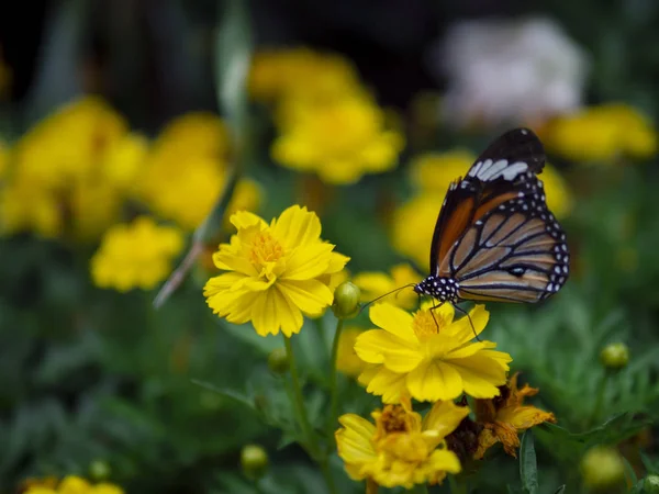 녹색 정원 배경으로 노란 꽃에 아름 다운 오렌지 나비 일반적인 타이거 (별 genutia)를 닫습니다 — 스톡 사진