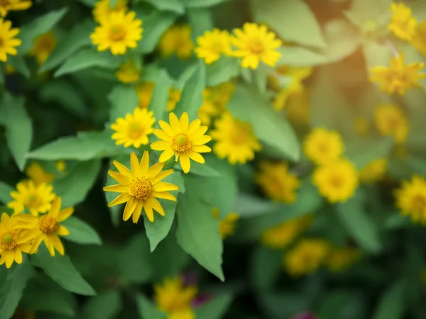 아름 다운 작은 노란색 별 꽃 (Melampodium divaricatum) 녹색 정원 배경에 극적인 가까이 — 스톡 사진