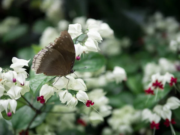정원 배경으로 흰 꽃에 갈색 나비 클로즈업 — 스톡 사진
