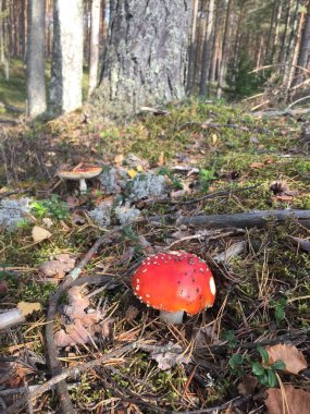 sinek agaric orman mantar