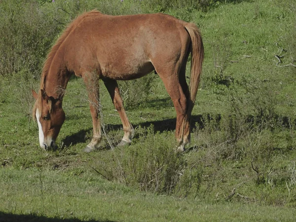 Güzel at alanında yemek ............
