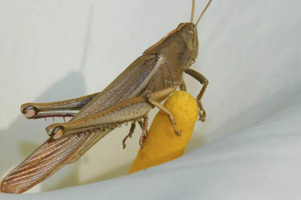 Renkli bir çekirge makro .....