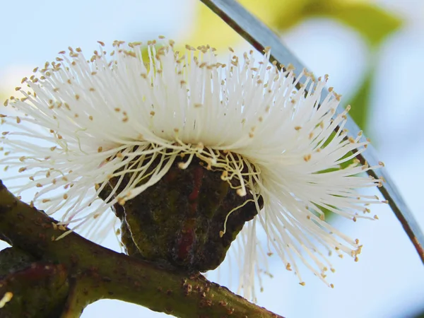Güzel bir okaliptüs çiçek Close-up .....