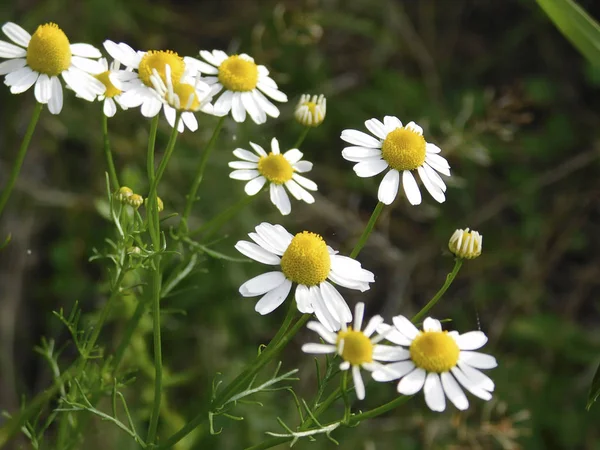 Yabani papatya güzel çiçekler .......