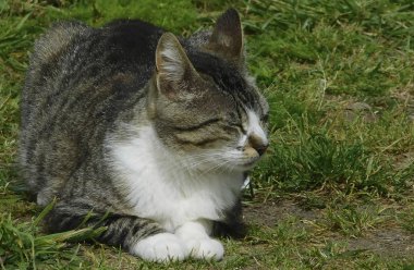 Güneşin altında uyuyan güzel kedi ...