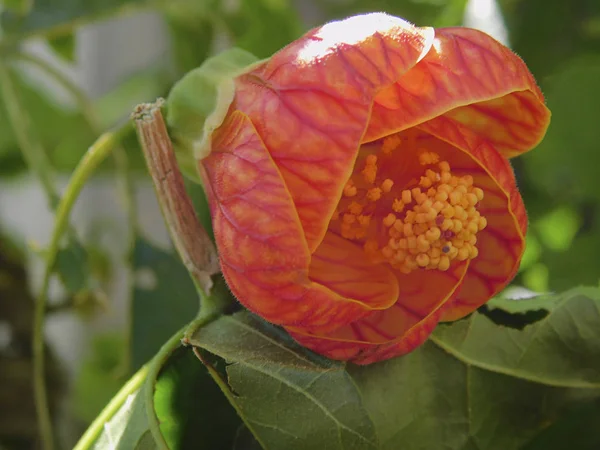 Bir güzel Çince fener çiçek Close-up