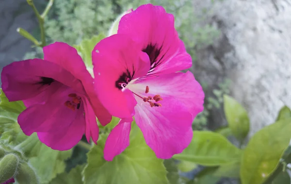 Güzel bir Sardunya çiçek Close-up .......