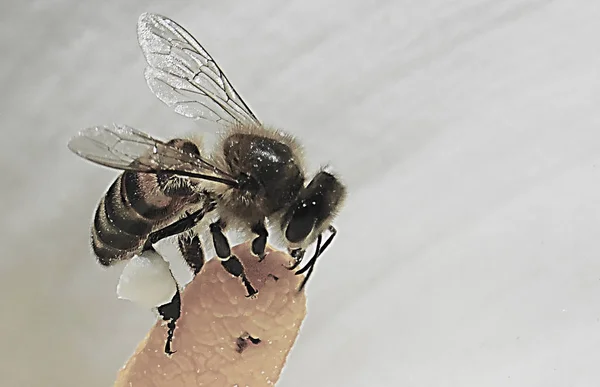 Bir koyda tünemiş renkli yaban arısı ......