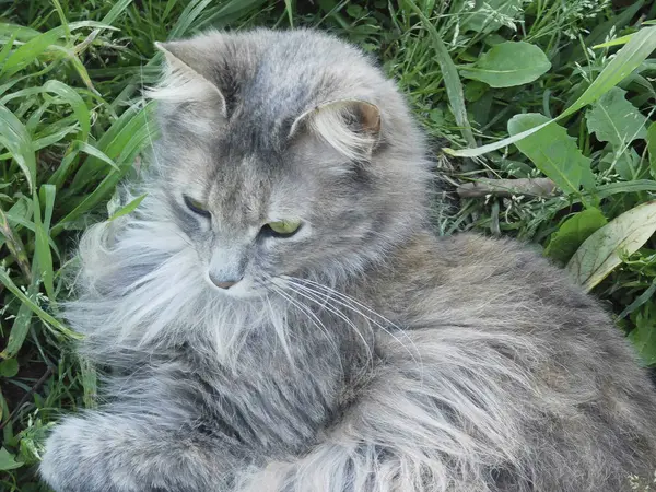 Alanın güzel çiçek .......