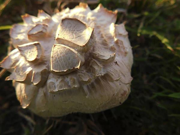 Alanın güzel çiçek .......