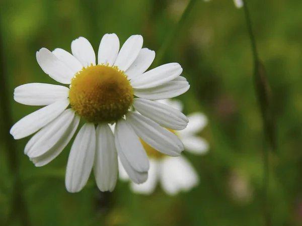 yakın çekim papatya çiçeği.......