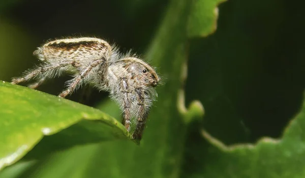 Bahçe bitkileri üzerinde küçük örümcek ........