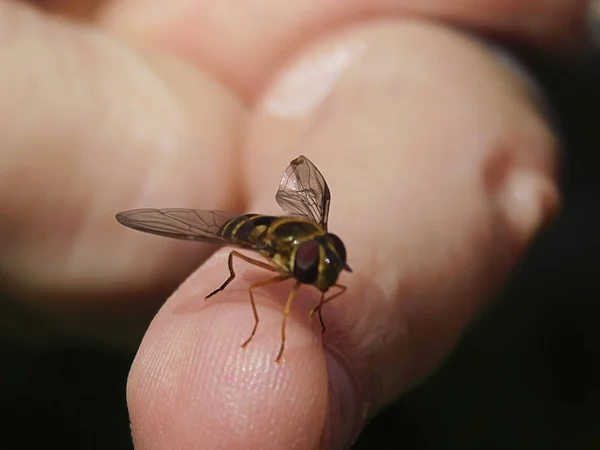 Alanın güzel çiçek .......