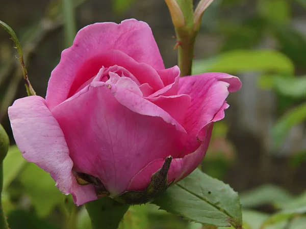 Bela Flor Campo — Fotografia de Stock