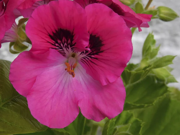 Sardunya çiçeği pistils Close-up ......