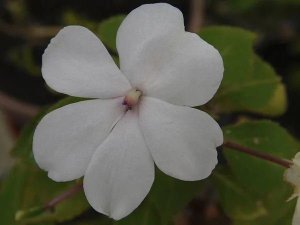 Alanın güzel çiçek .......