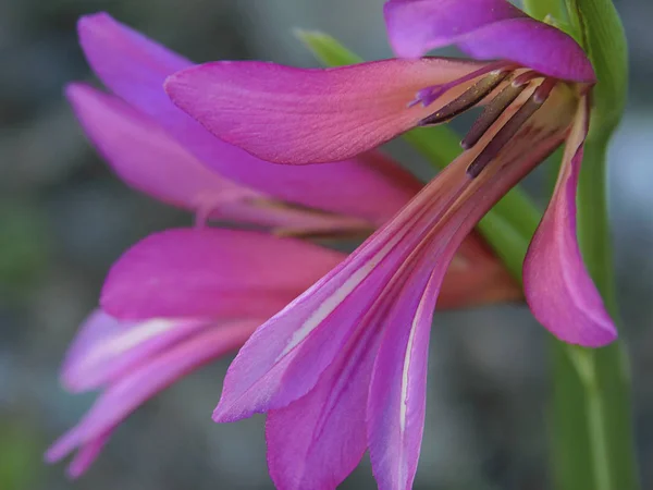 Alanın güzel çiçek .......