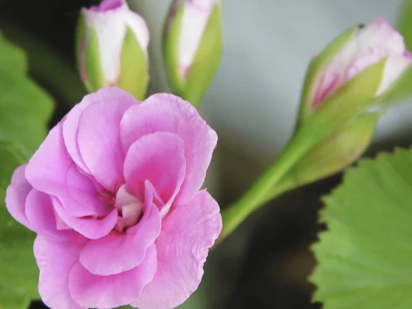 Alanın güzel çiçek .......