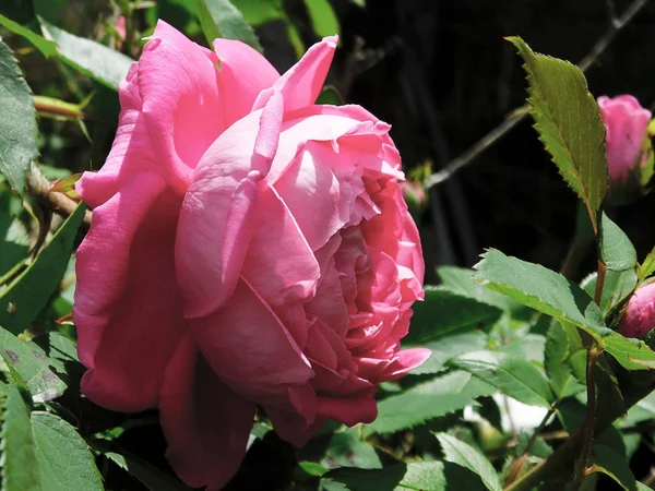 Bahçede güzel bir gül .......