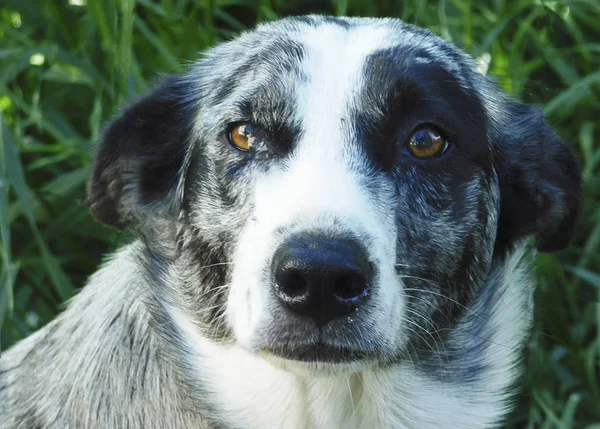Huzurlu ve uysal bir görünüm olarak güzel köpek ......