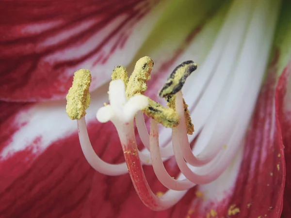 Alanın güzel çiçek .......