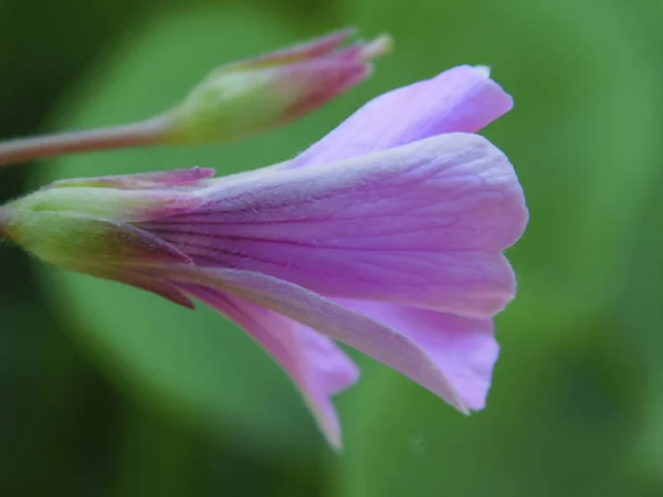 Alanın güzel çiçek .......