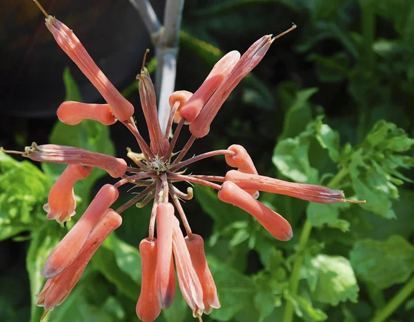 succulents yakın çekim çiçek ..............
