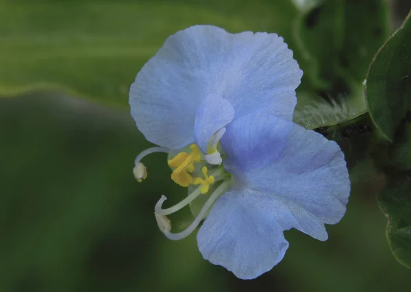 Alanın güzel çiçek .......