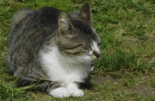 Güneşin altında uyuyan güzel kedi ...