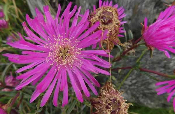 Sunbeam çiçek Close-up .........