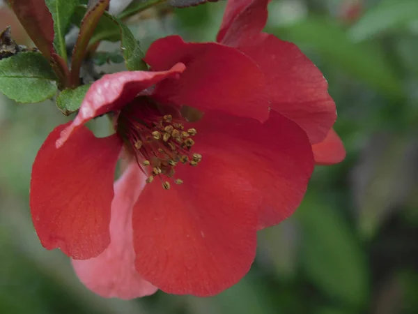 Garip ve renkli böcek............