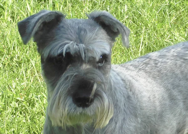 Garip ve renkli böcek............