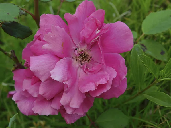 Close-up basit pembe çiçekler .......