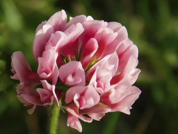 Güzel bir kır çiçeği Close-up .......