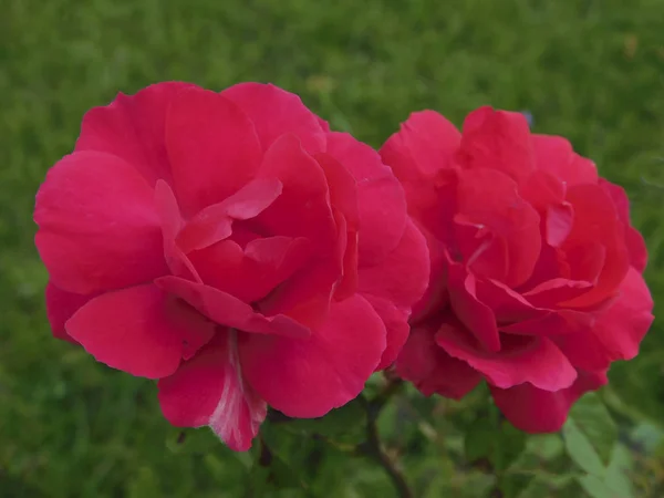 Close Algumas Flores Rosa — Fotografia de Stock